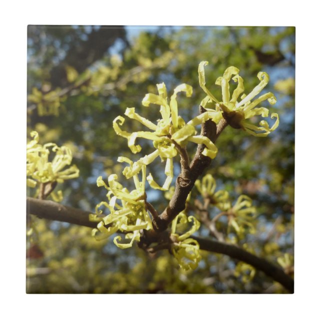 Hexenhazel-Blume Fliese (Vorderseite)