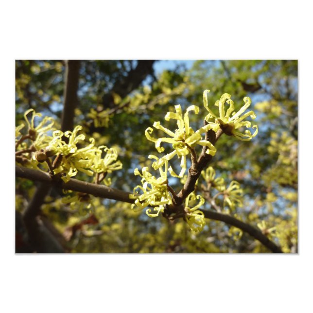 Hexenhazel-Blume Fotodruck (Vorne)