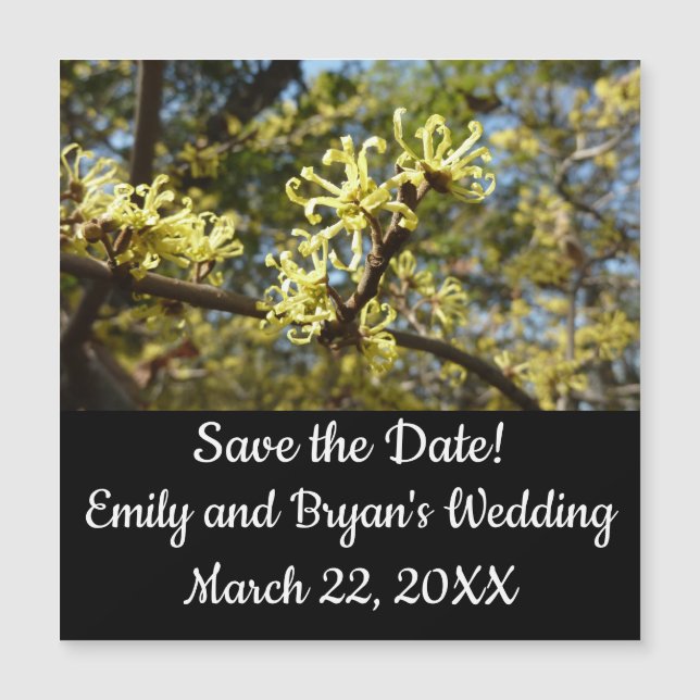 Hexenhazel-Blume Magnetkarte (Vorderseite)