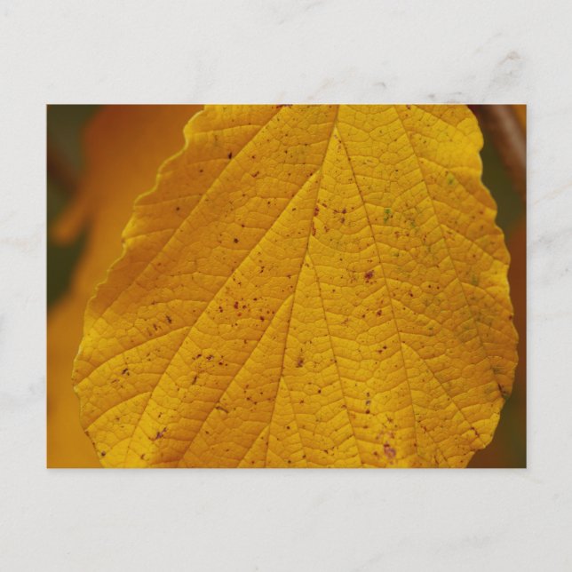 Hexenhazel Postcard Postkarte (Vorderseite)