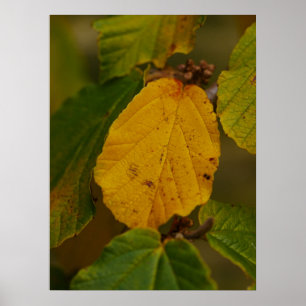 Hexenhazel Poster