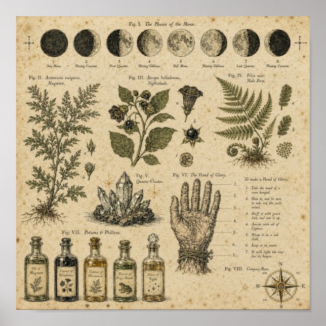 Hexenmondphasen-Botanikplatte Poster (Vorne)
