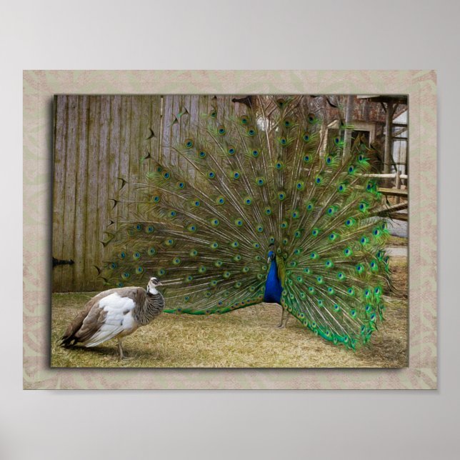 Hey Baby Peacock Poster (Vorne)