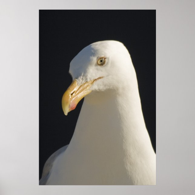 Hey Big Fella Print Poster (Vorne)