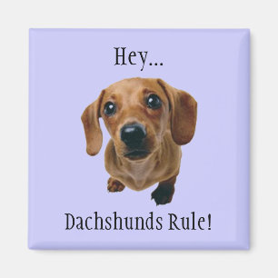 "Hey.. Dackeln Regel!" Magnet