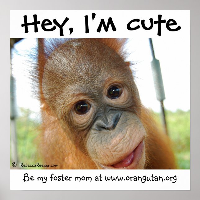 Hey, I'm Cute Baby Orangutan Poster (Vorne)