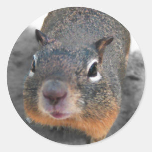 Hey, süßes, lustiges Eichhörnchen Runder Aufkleber