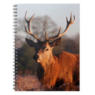 HI DEER NOTIZBLOCK