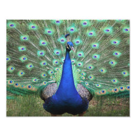 Hi-def-Fotografie von Peacock Fotodruck