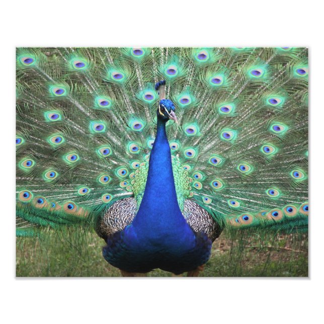 Hi-def-Fotografie von Peacock Fotodruck (Vorne)