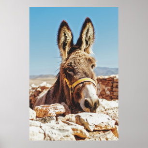 HI DONKEY POSTER