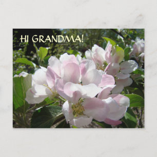 HI GRANDMA! APPBLOSSOM-BLUME nach der Karte
