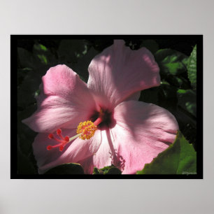 Hi Hibiskus Luscious Shadows Poster Print