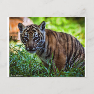 Hi-Res Sumatran Tiger Cub Postkarte