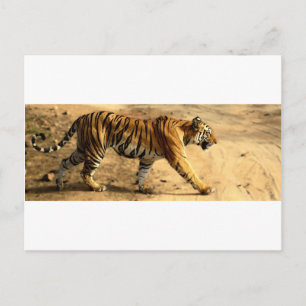 Hi-Res Tigres Stalking Postkarte