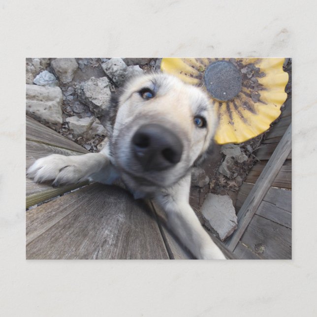 Hi There Doggy Postcard Postkarte (Vorderseite)