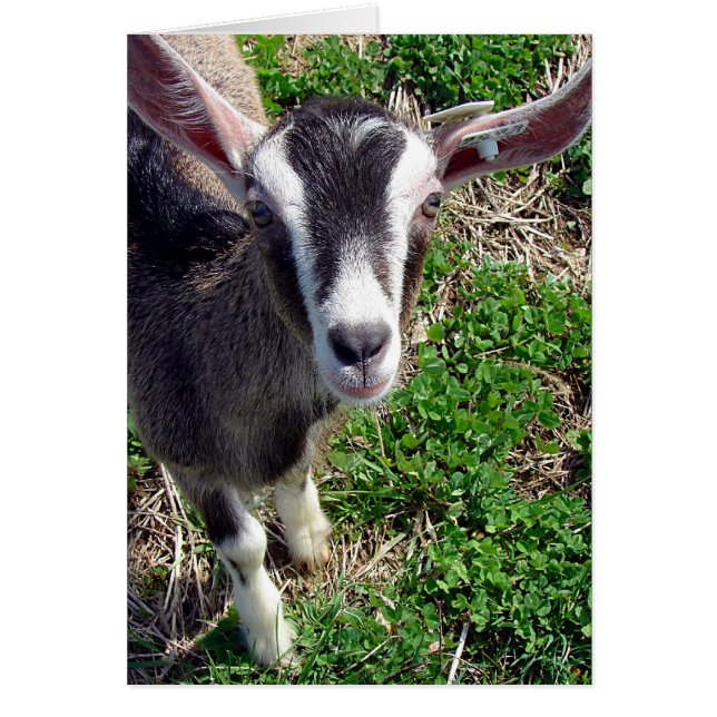 Hi There Goat (Vorne)