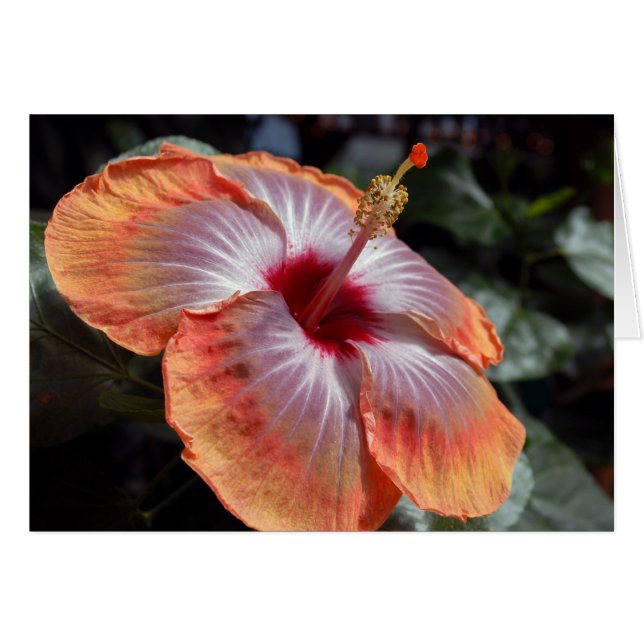 Hibiscus (Devant horizontal)