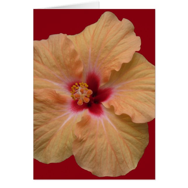 Hibiscus (Devant)