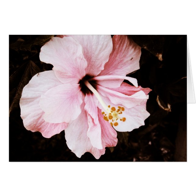 Hibiscus (Devant horizontal)