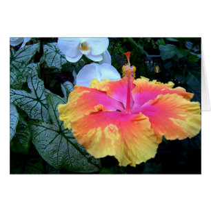 hibiscus