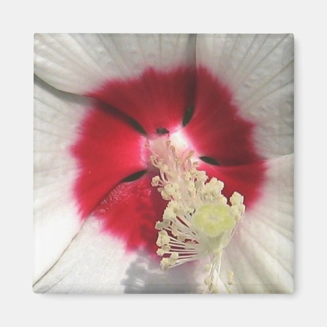 Hibiscus - Aimant (Devant)
