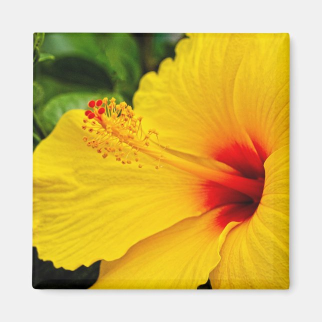 Hibiscus bright yellow magnet (Vorne)