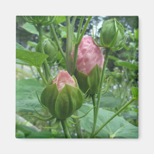Hibiscus Buds Magnet