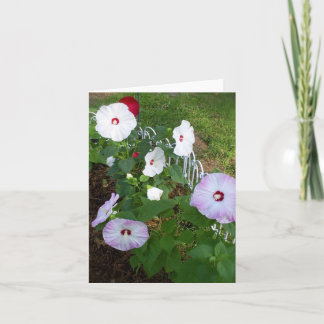 Hibiscus carte pour notes, variété