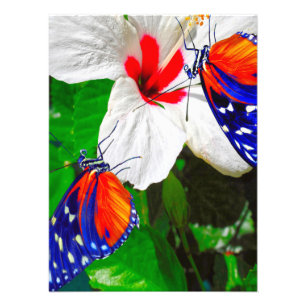 Hibiscus fleur avec Tiger Longwing Poster brillant
