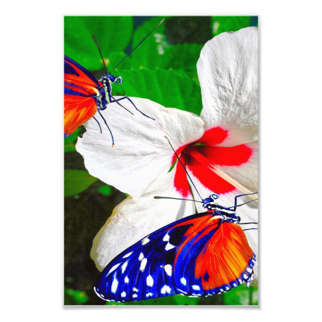 Hibiscus fleur avec Tiger Longwing Poster brillant (Devant)