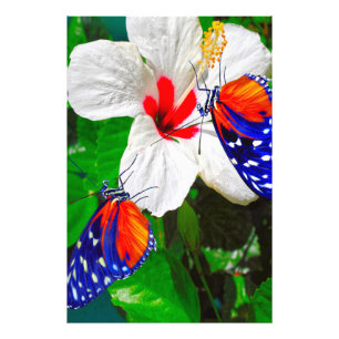 Hibiscus fleur avec Tiger Longwing Poster brillant
