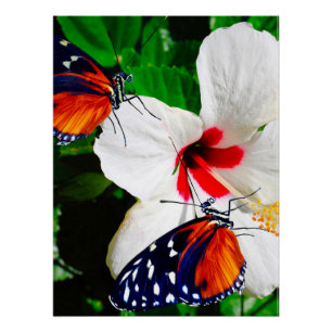 Hibiscus fleur avec Tiger Longwing Poster brillant