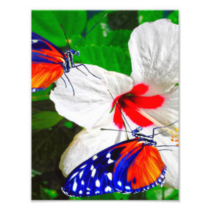 Hibiscus fleur avec Tiger Longwing Poster brillant