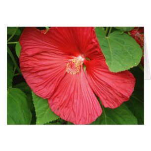 Hibiscus Flower Bright Magenta