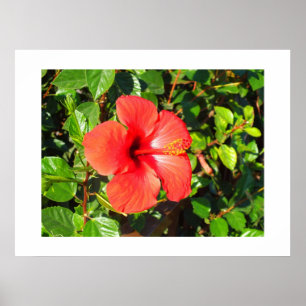 Hibiscus flower poster