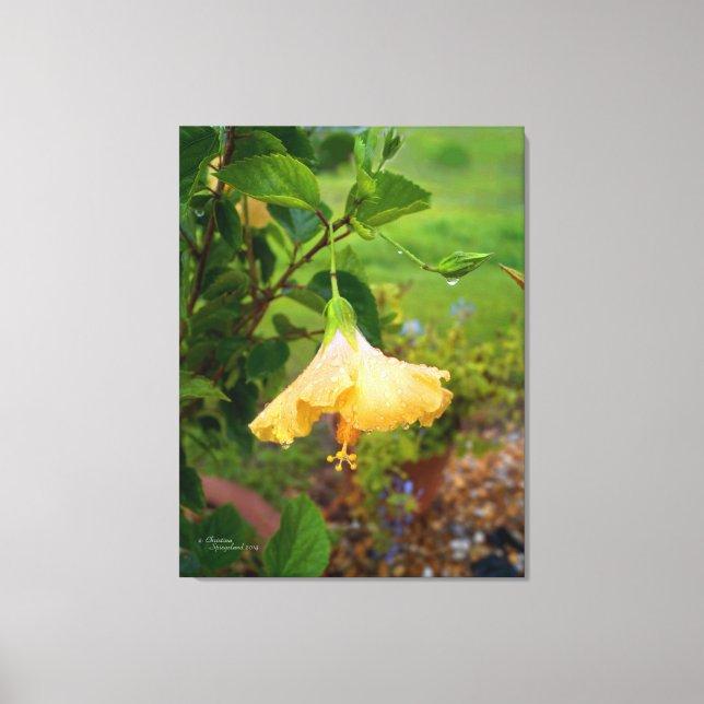 Hibiscus gouttes d'eau de rosée Toile enveloppée (Recto)