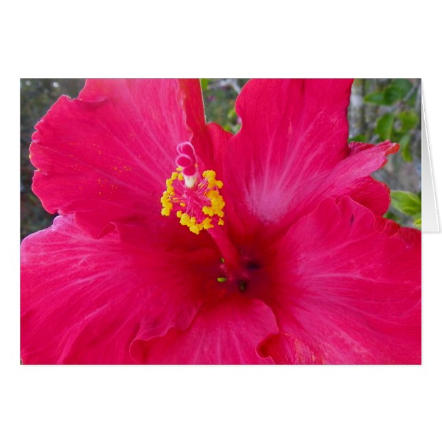 Hibiscus rose (Devant horizontal)