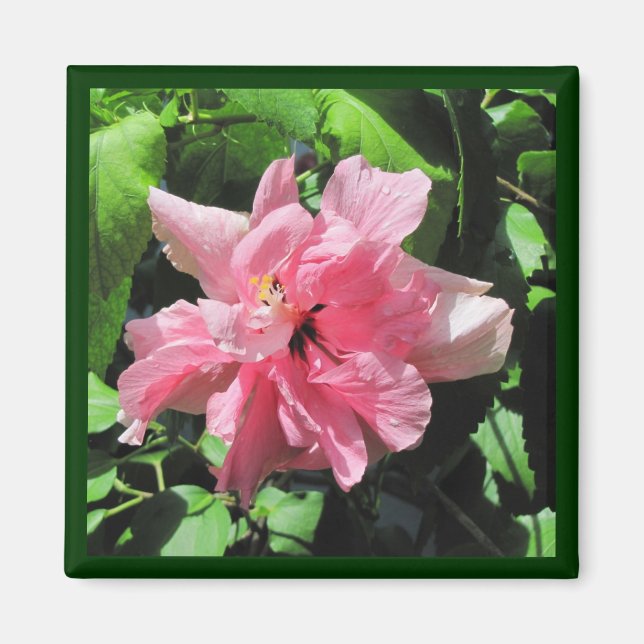 Hibiscus rose double avec aimant Raindrops (Devant)