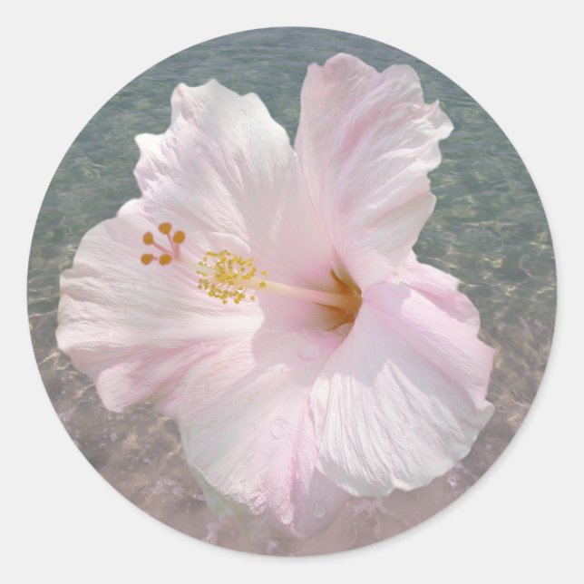 Hibiscus rose et Sticker à eau océanique (Devant)