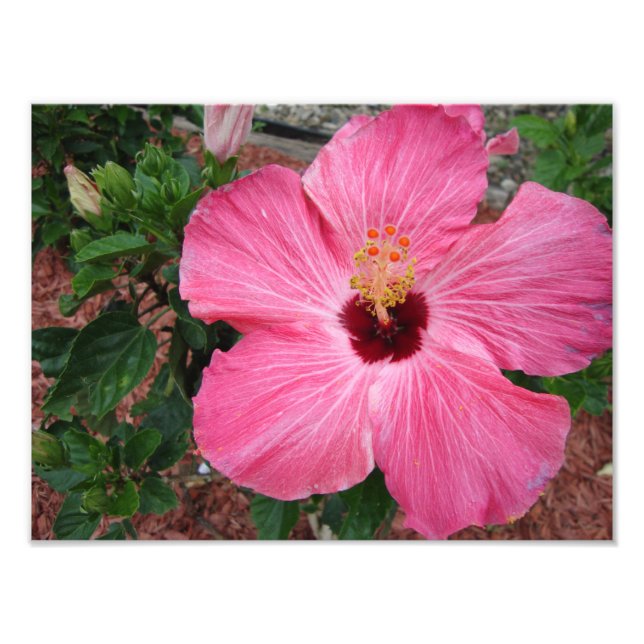 Hibiscus rose Floral Fleur Nature Photo Imprimer A (Devant)