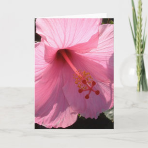 Hibiscus rose hawaïen, photo des beaux-arts