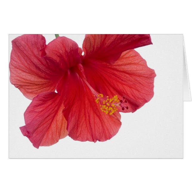 Hibiscus rouge (Devant horizontal)