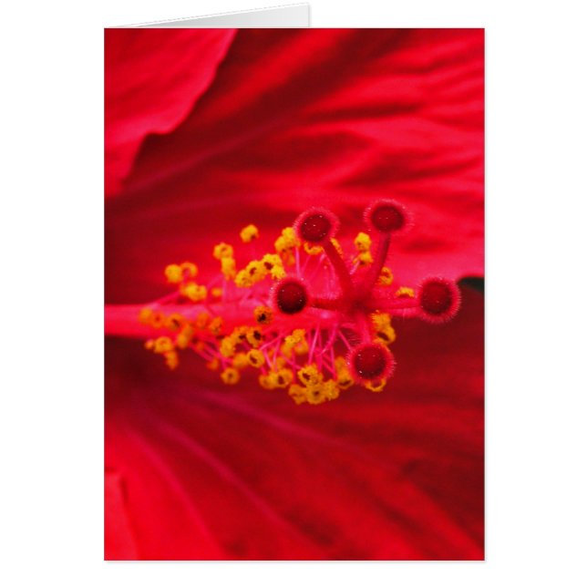 Hibiscus rouge (Devant)
