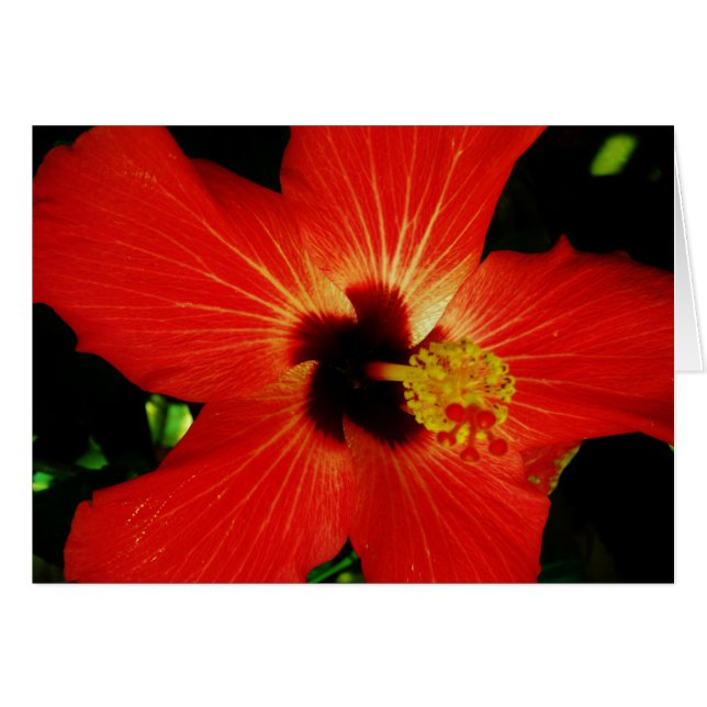 Hibiscus rouge (Devant horizontal)