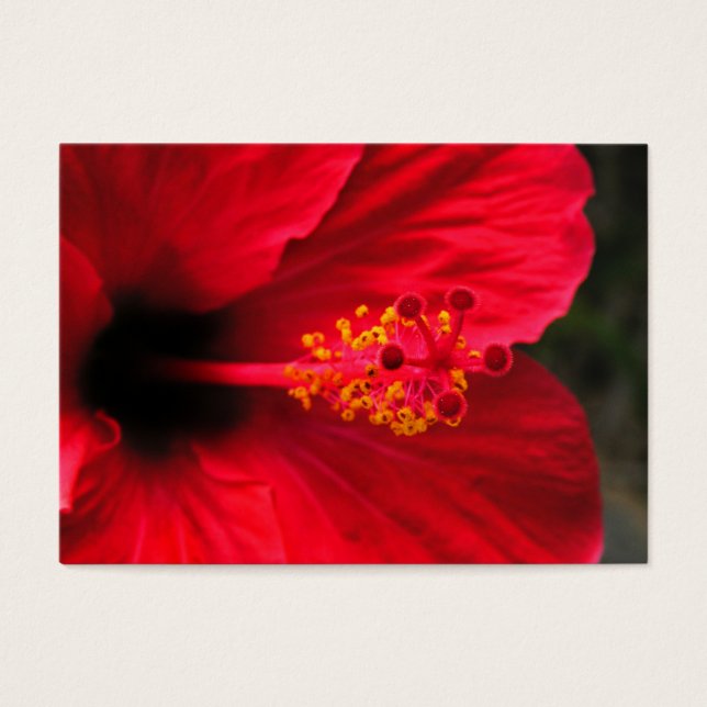 Hibiscus rouge (Devant)
