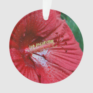 Hibiscus Rouge Avec Arrosage