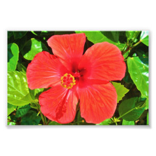 Hibiscus rouge - Impression photo
