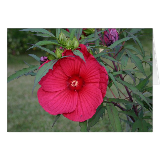 Hibisken (Vorderseite (Horizontal))