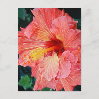 Hibisken 17 postkarte